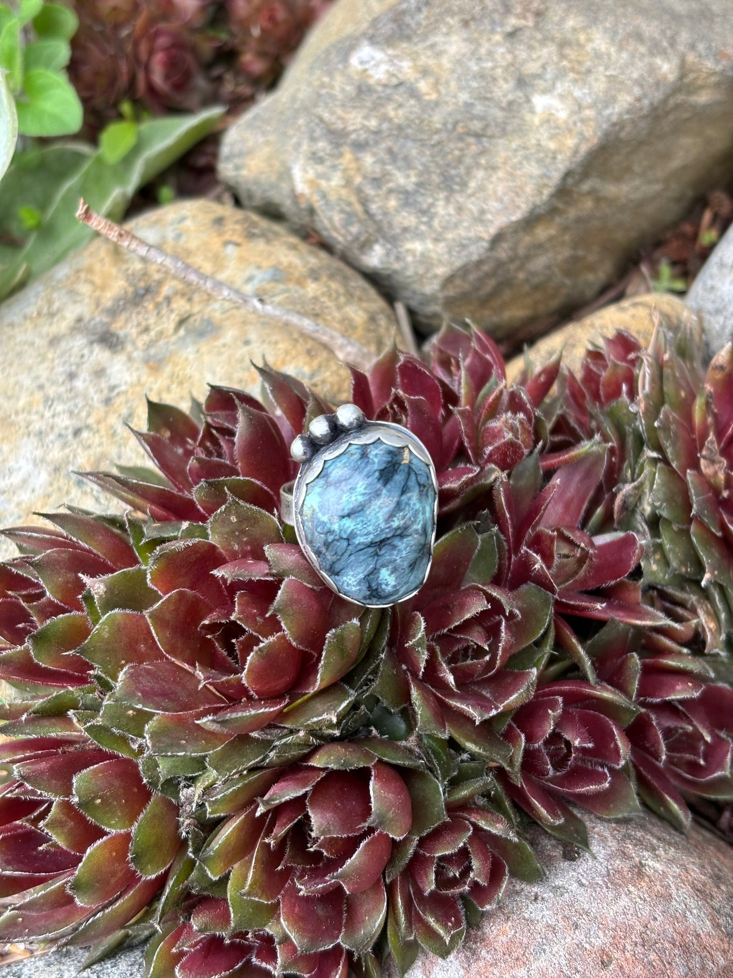 handmade variscite triple shot ring with a single band shown in a bed of hen and chicks. details: scalloped bezel and single band, hand stamped signature on back side of ring