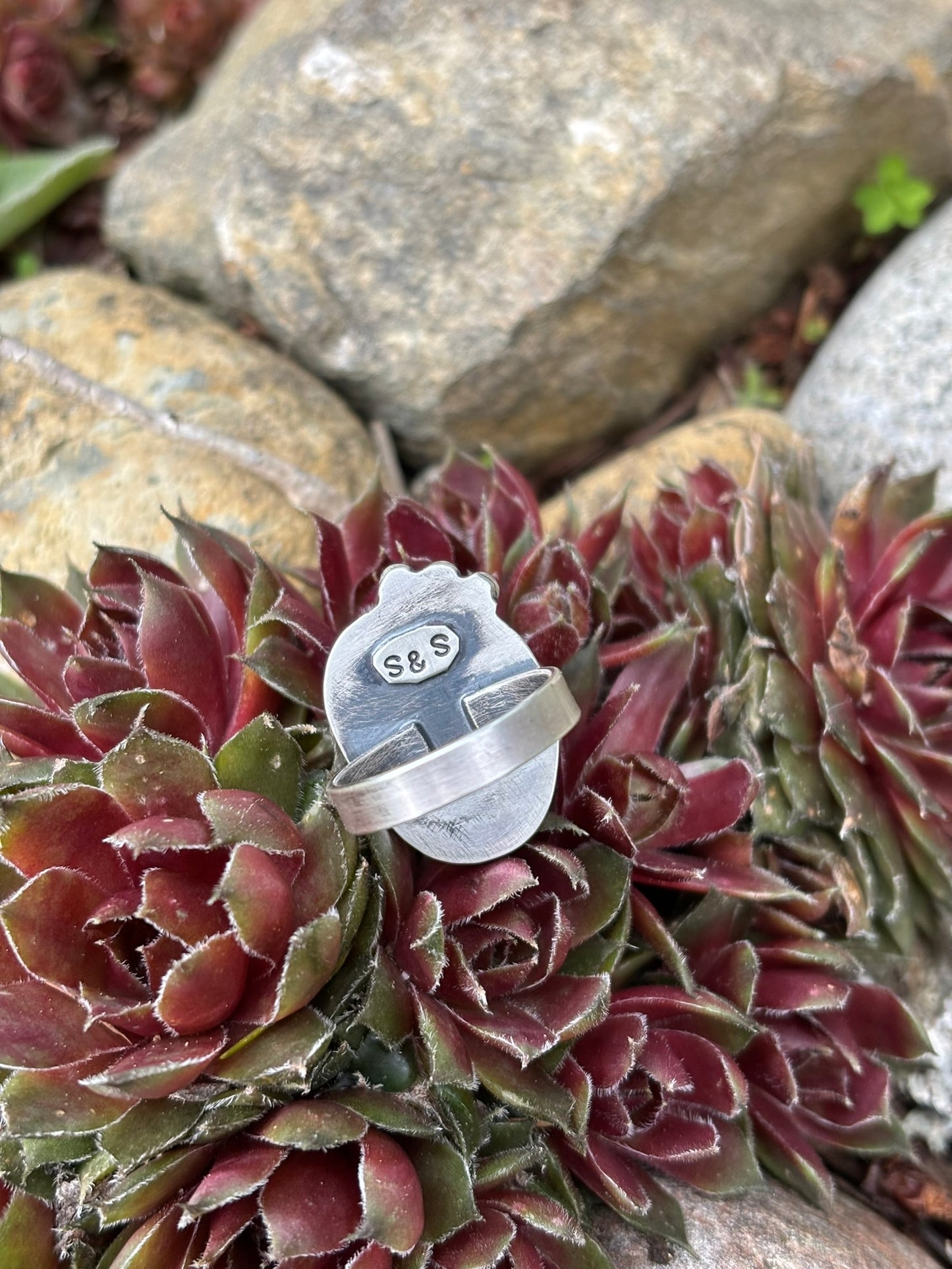 handmade variscite triple shot ring with a single band shown in a bed of hen and chicks. details: scalloped bezel and single band, hand stamped signature on back side of ring